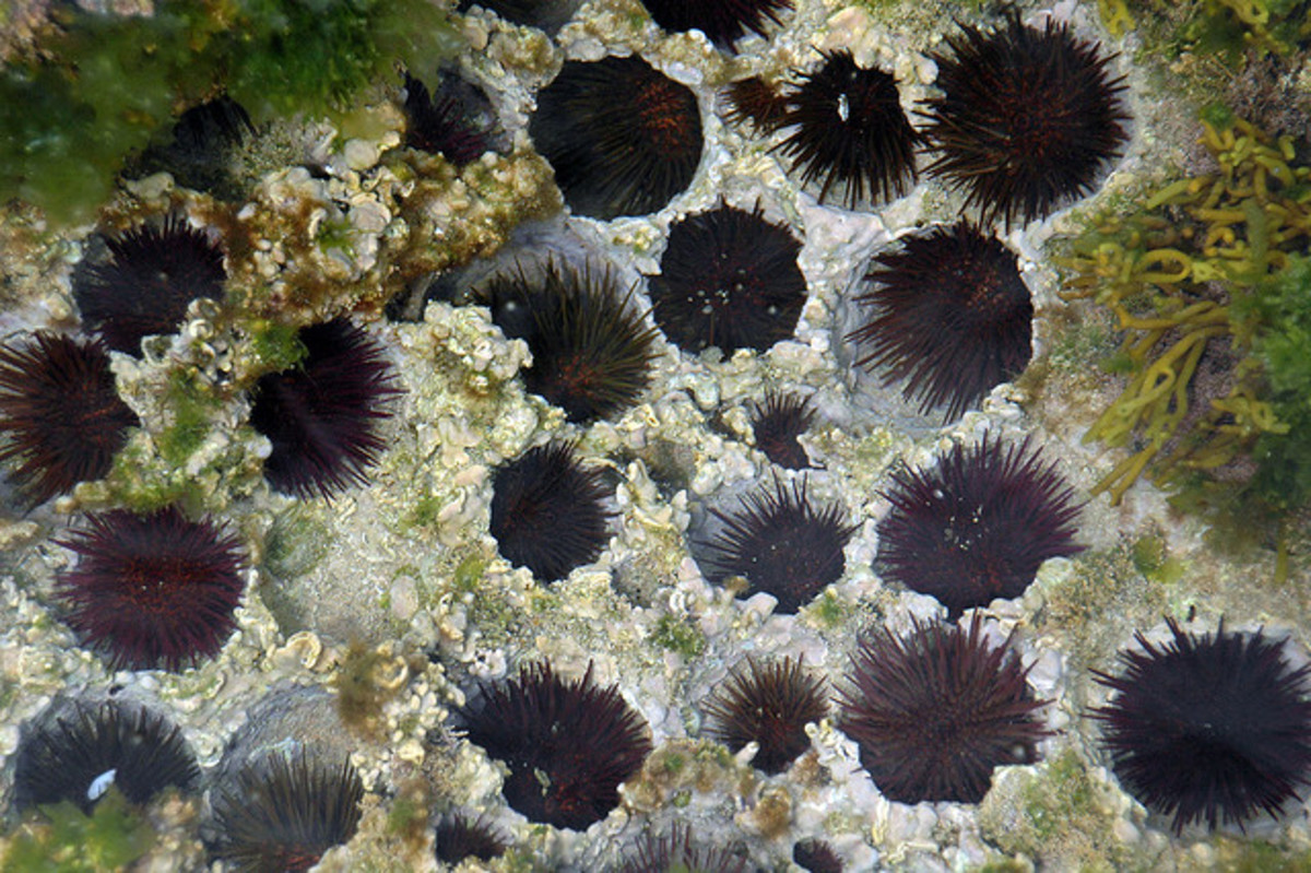 How to Get Sea Urchin Spines Out and Treat Stings RemedyGrove