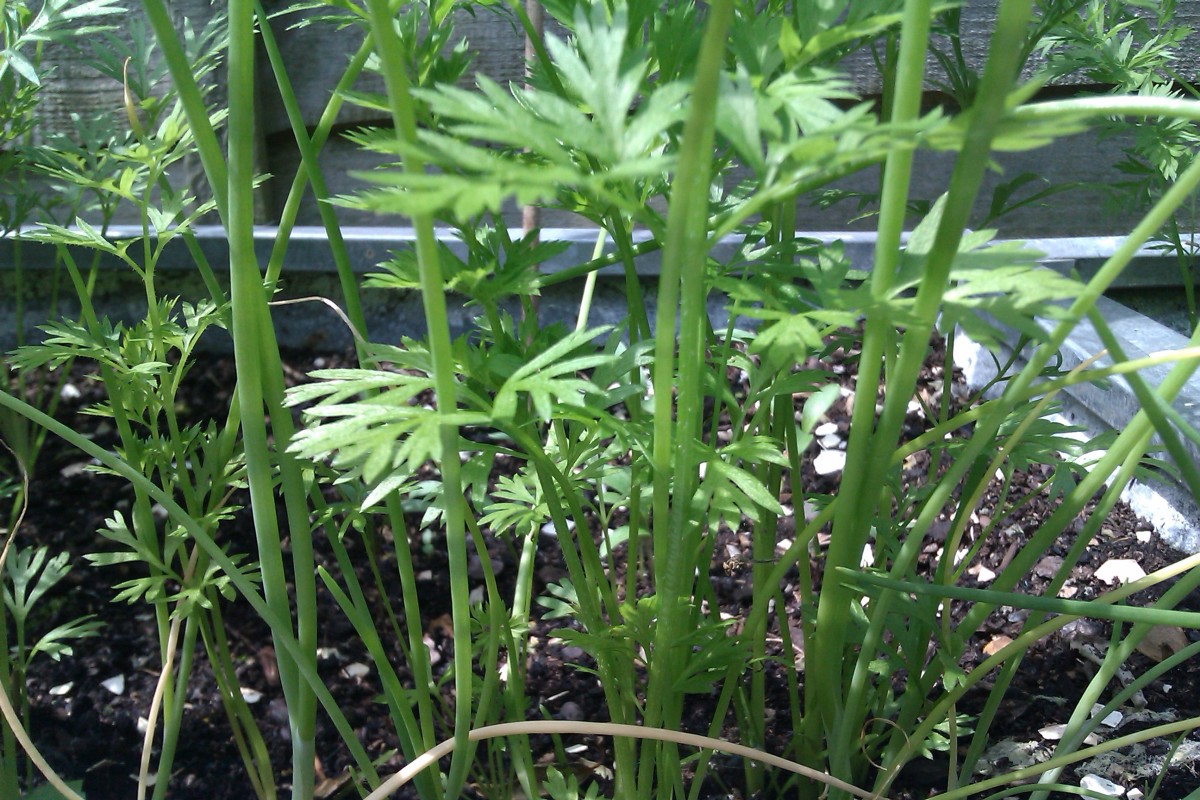 Grow Your Own Carrots In Pots And Containers