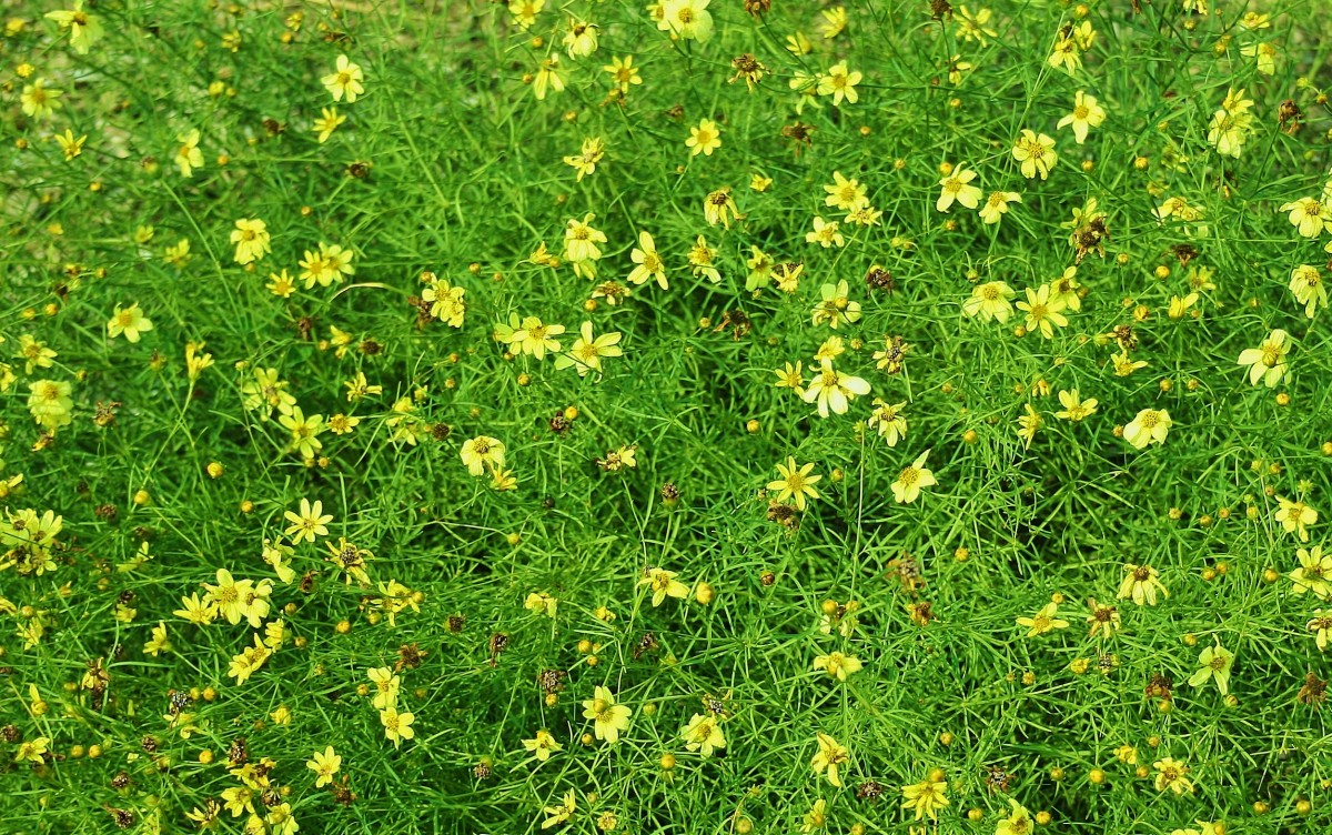 DroughtTolerant Ground Covers With Showy Flowers Dengarden