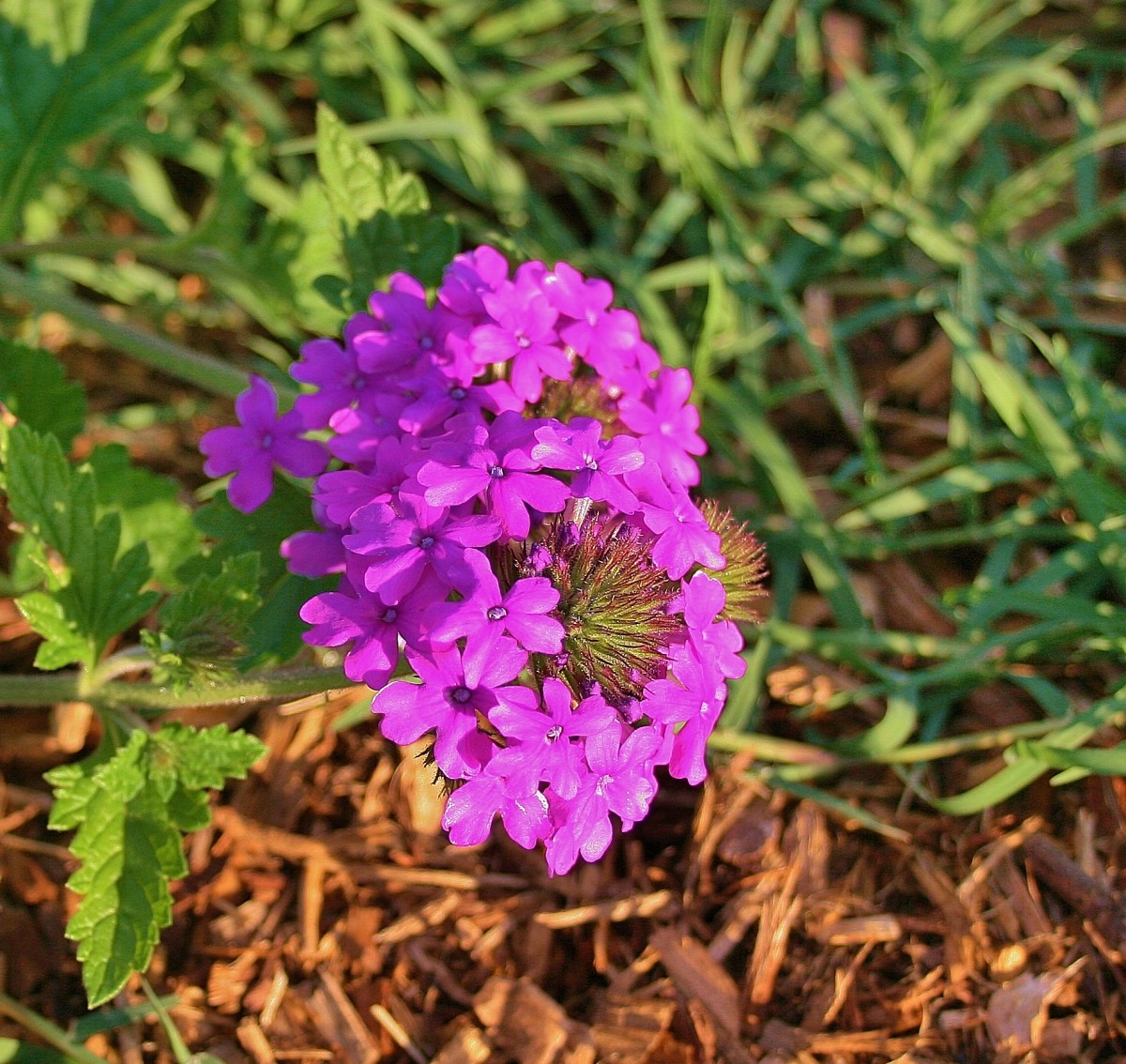 DroughtTolerant Ground Covers With Showy Flowers Dengarden