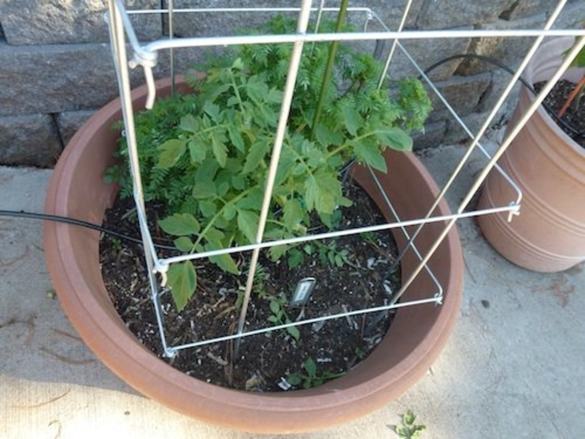 How to Stake, Cage, or Pen Tomato Vines Dengarden