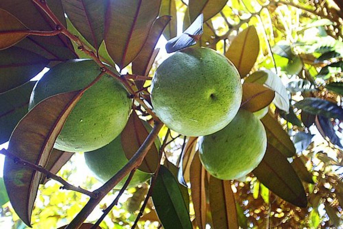 Tropical Taste of Hawaii The mouthwatering Mountain Apple Dengarden