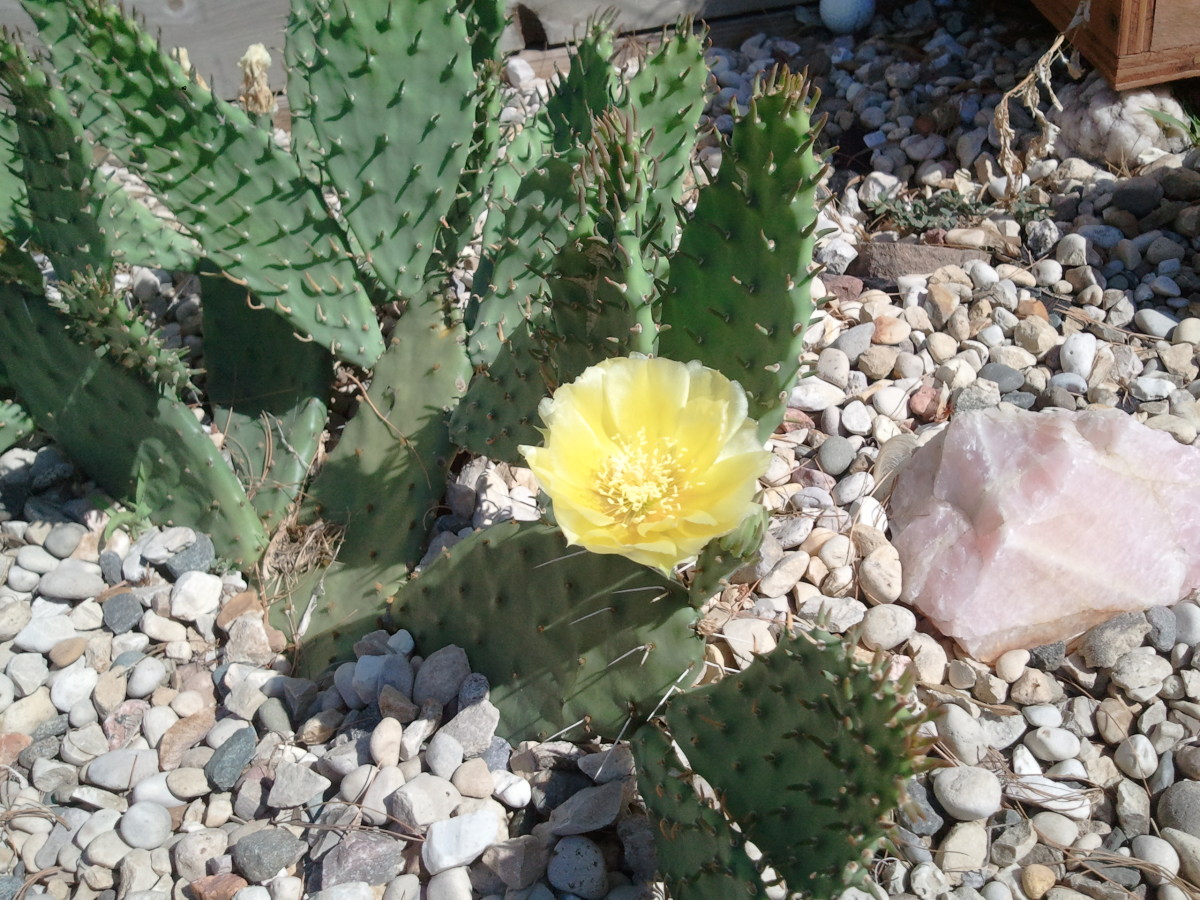 Growing Prickly Pear Cactus Dengarden