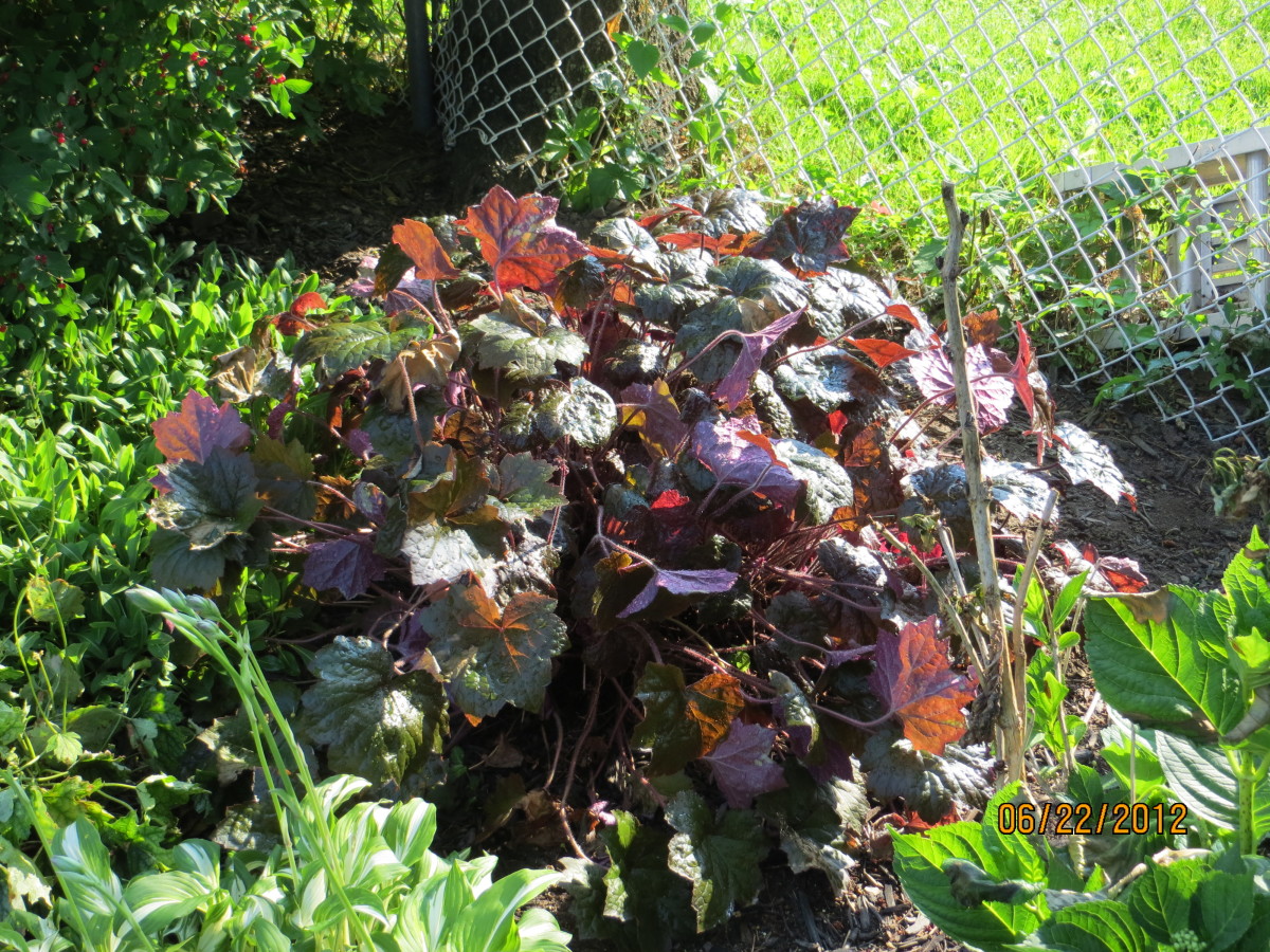 Coral Bells Heuchera Dengarden