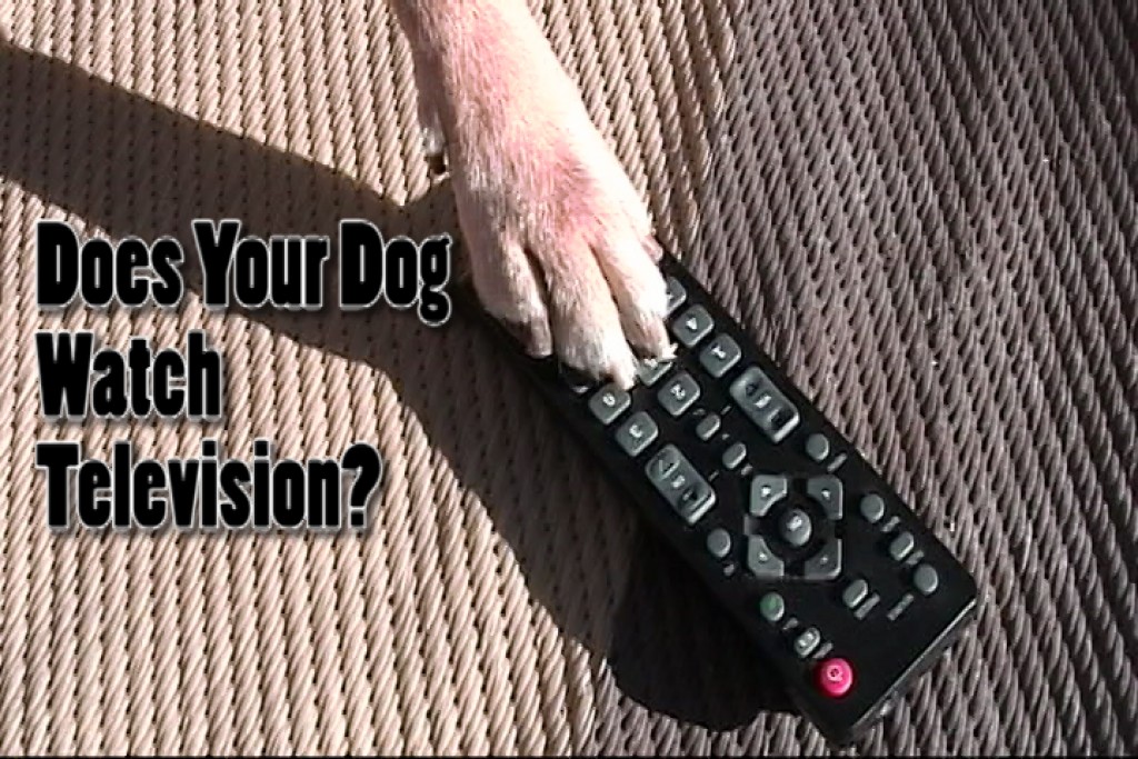Do Dogs Watch Television? Yes and No hubpages
