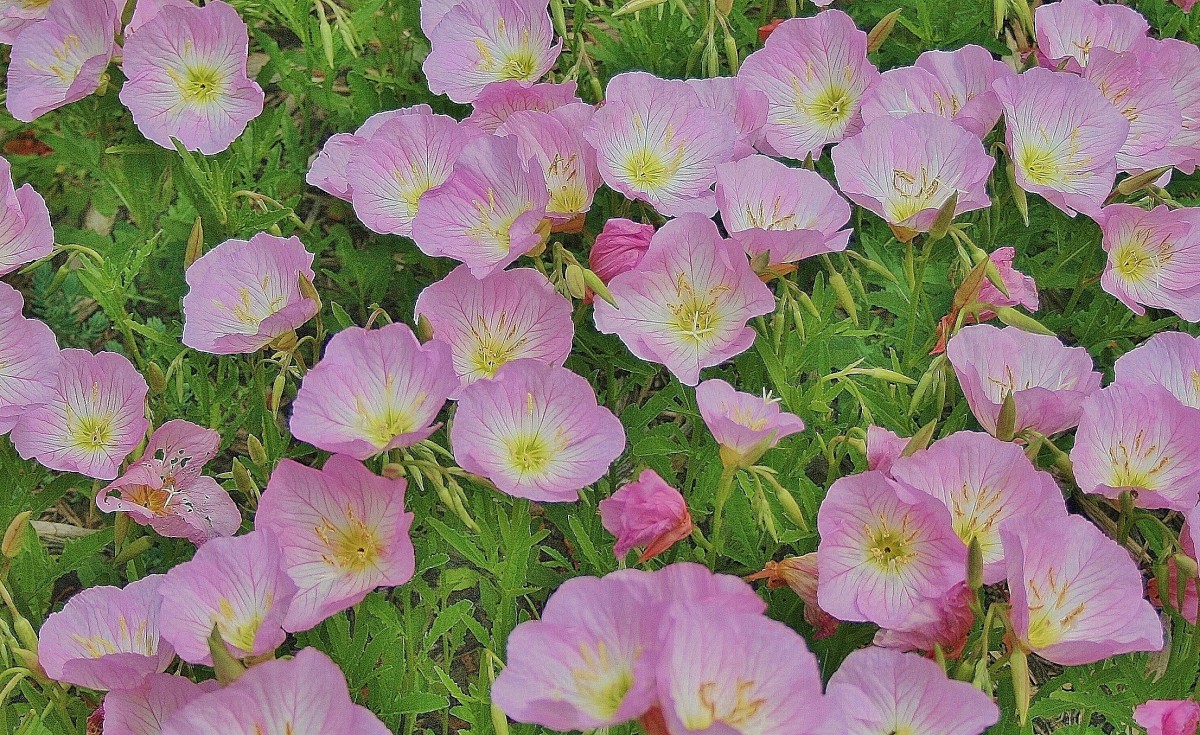 DroughtTolerant Ground Covers With Showy Flowers Dengarden