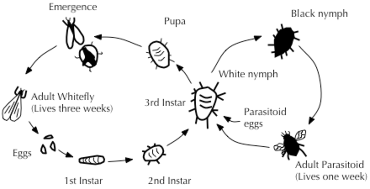 The Benefits of Biological Pest Control in Agriculture HubPages