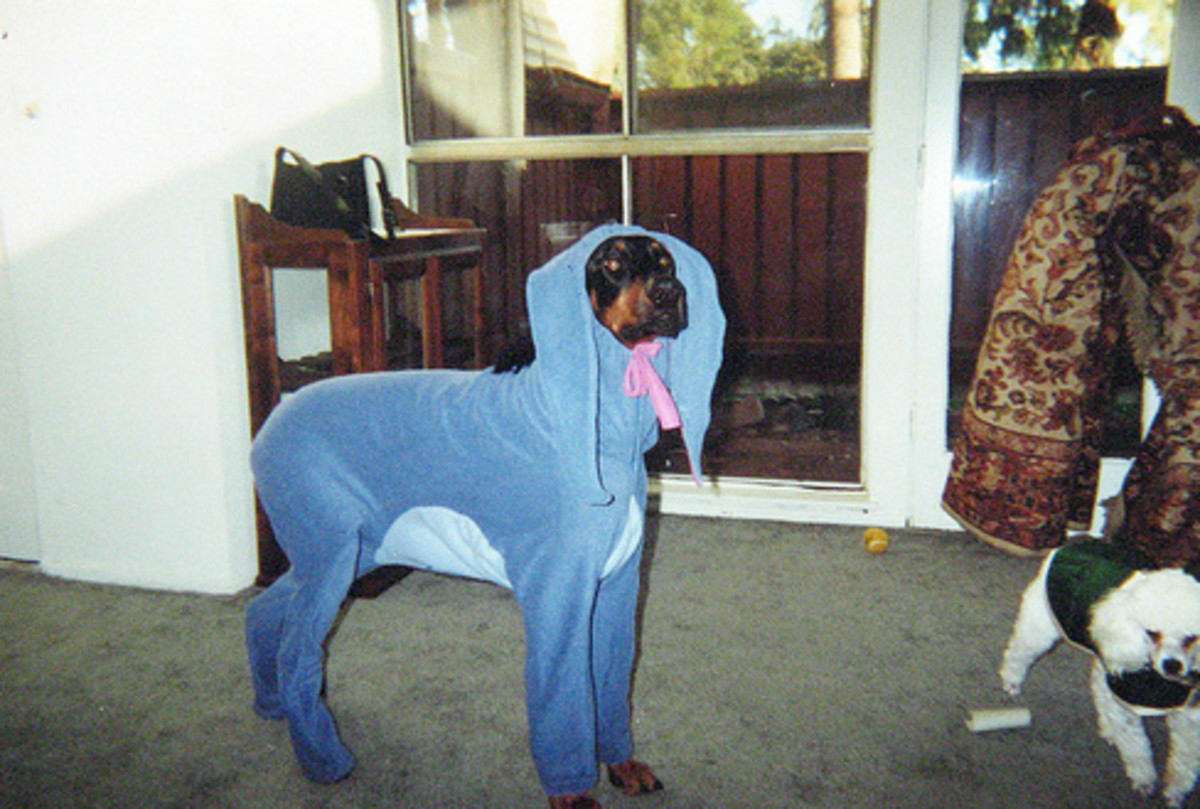 Eeyore Costume Ideas HubPages