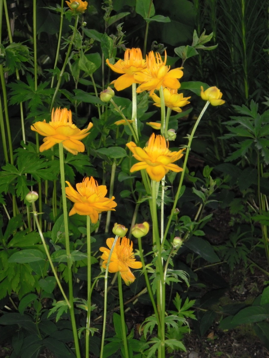 22 Best Plants for Sun With Summer Flowers Dengarden