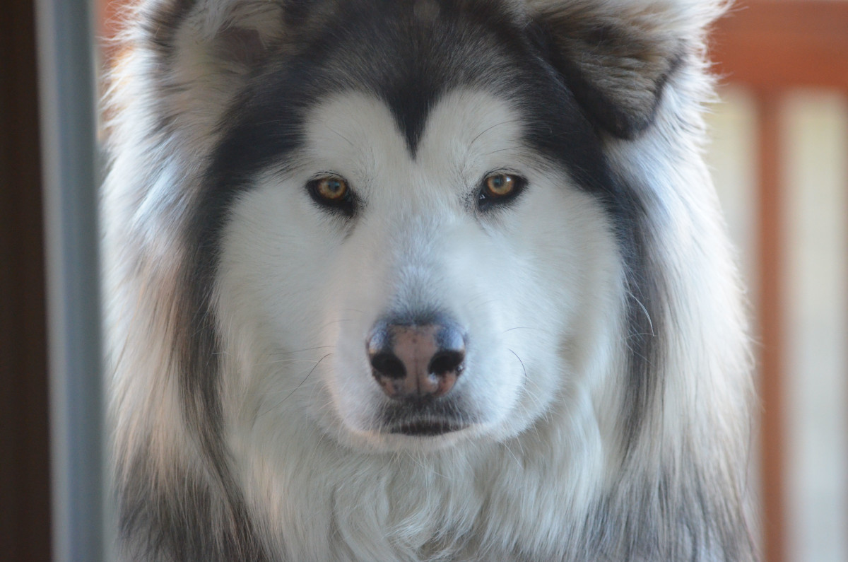 Four Great, Large Dog Breeds With a Long Life Expectancy