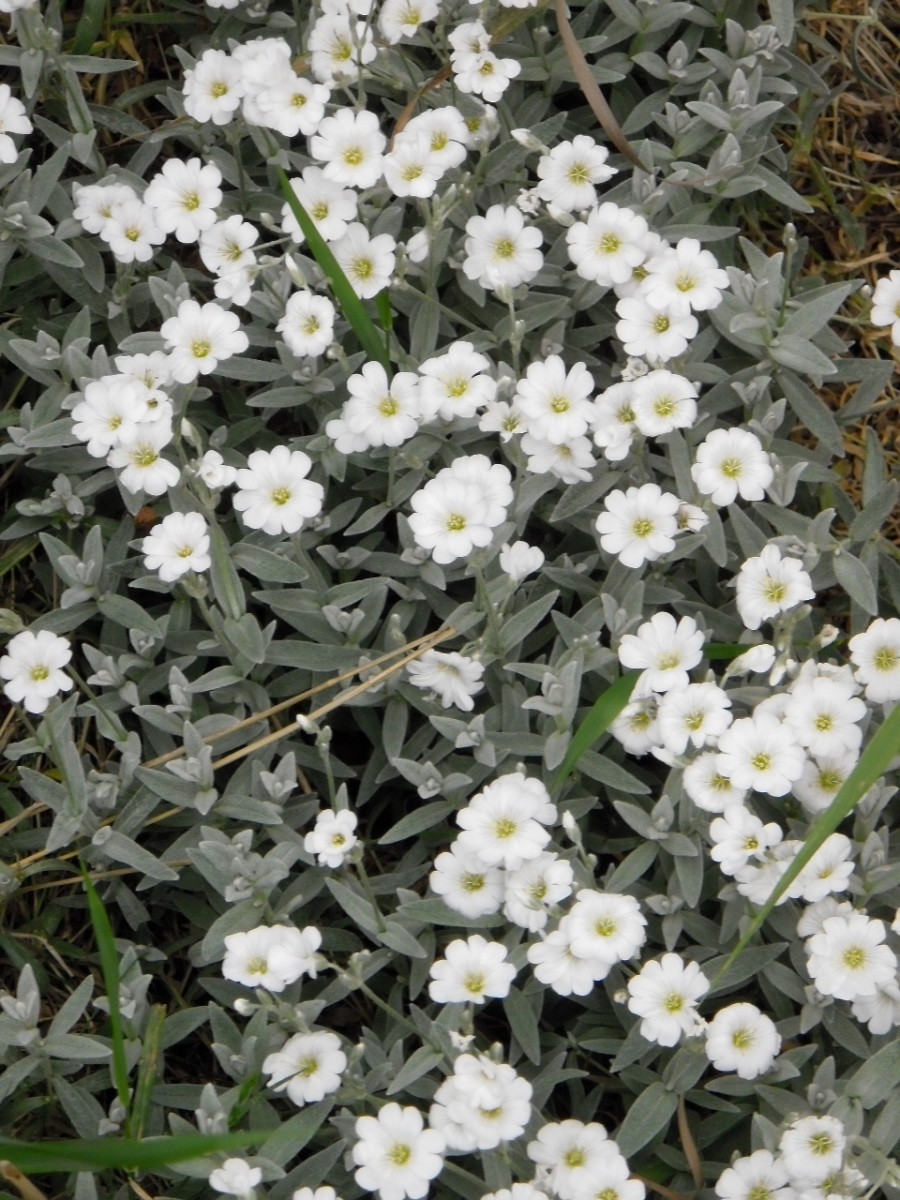 22 Best Plants for Sun With Summer Flowers Dengarden