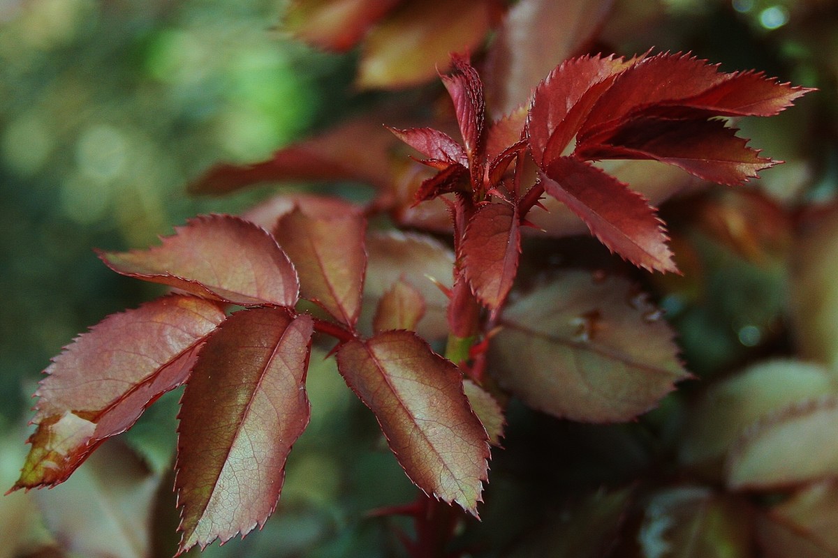 Black Spot on Roses Prevention and Treatment Dengarden