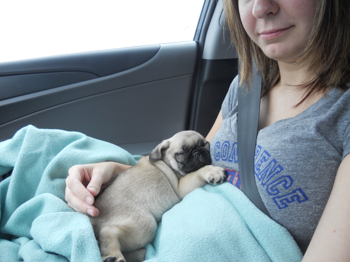 What to Expect When Bringing Home a New Puppy PetHelpful