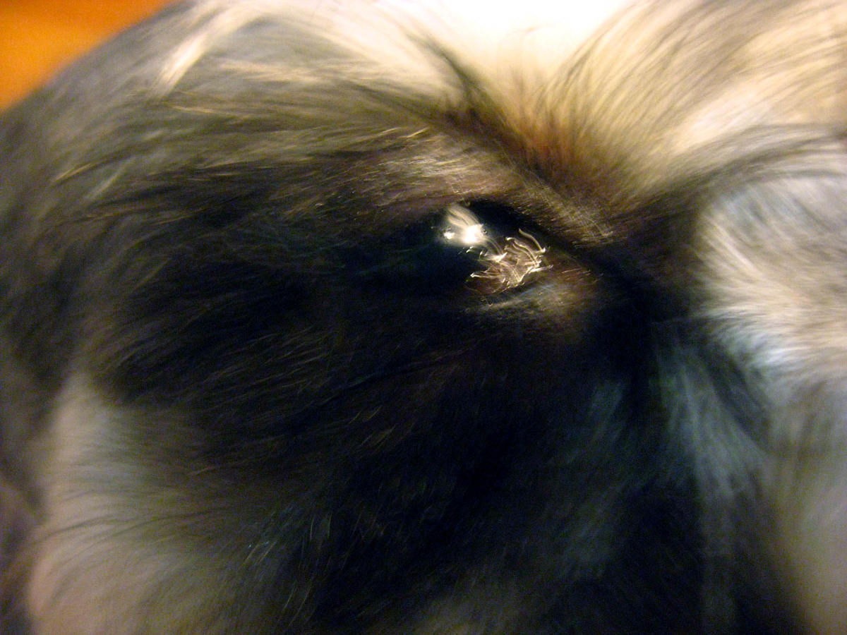 Causes of Nose Bleeds in Dogs PetHelpful