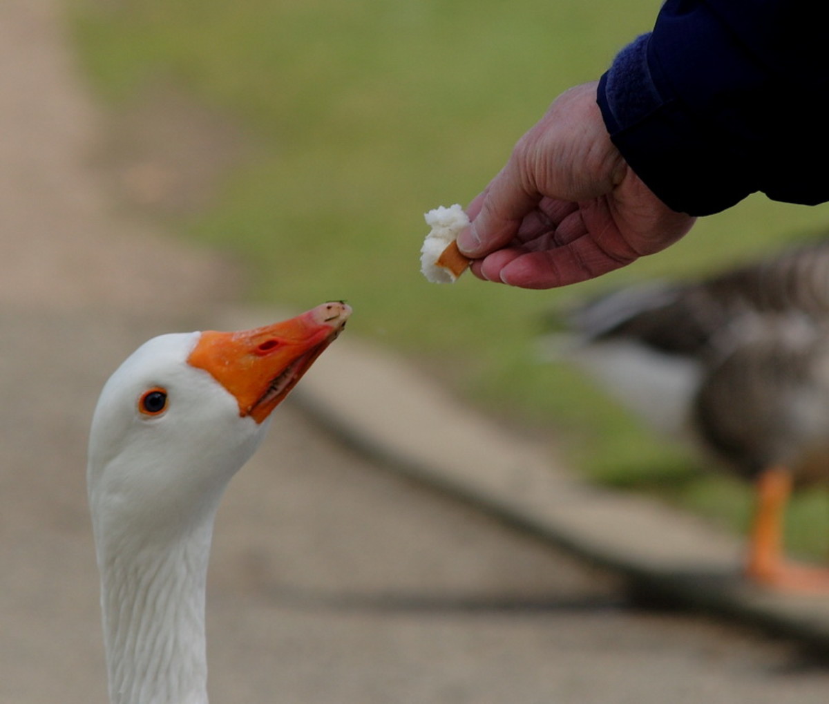 Dogs Are Not the Only Animals Used for Security PetHelpful