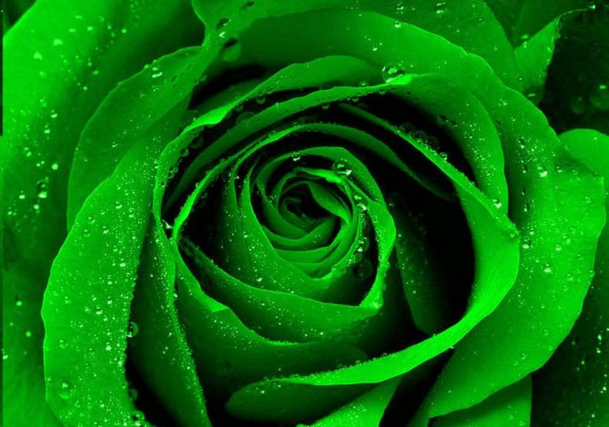 How to Make Green Roses A Simple Step by Step Guide HubPages