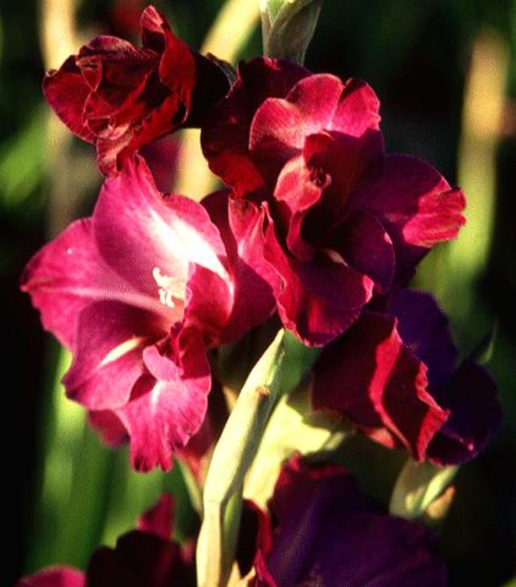 Health Benefits of Rose Water and Flower Water HubPages