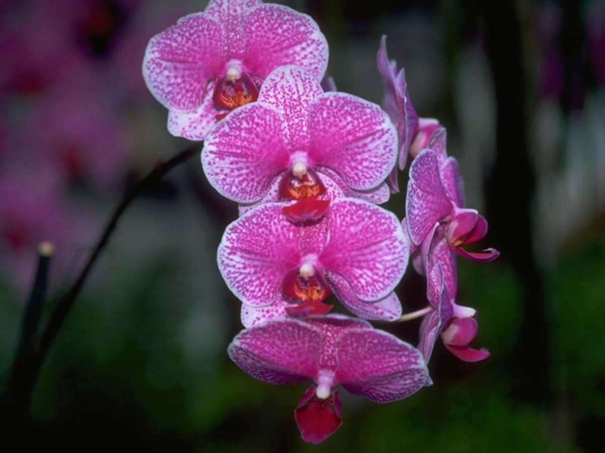 Health Benefits of Rose Water and Flower Water HubPages