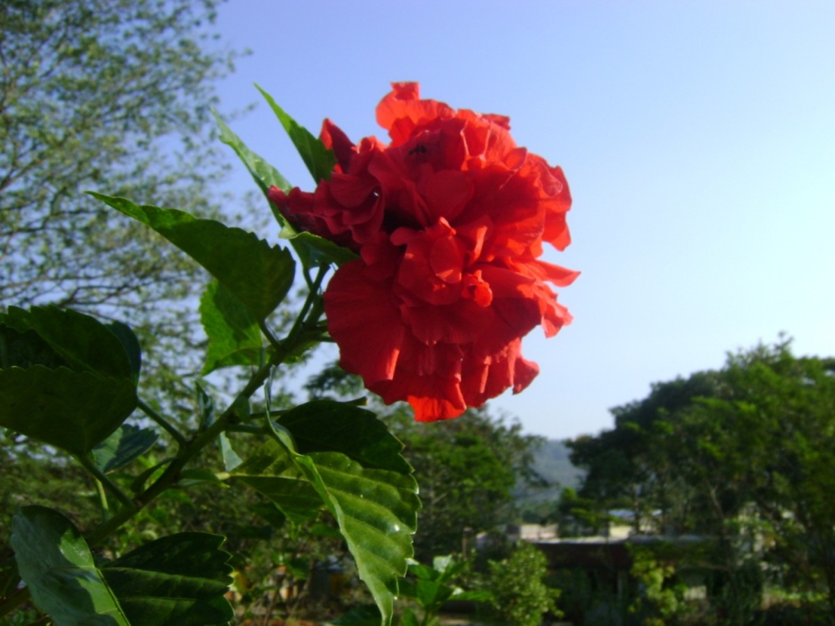 Health Benefits of Rose Water and Flower Water HubPages