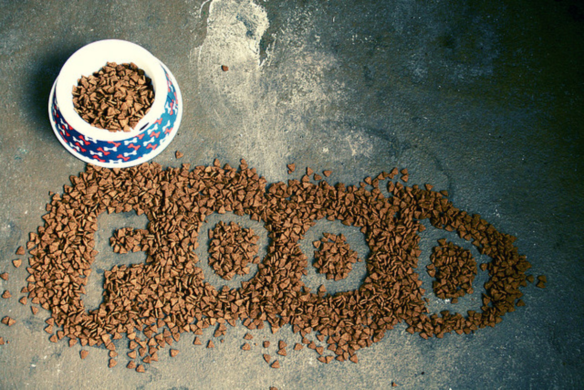 Healthy Leftovers Your Dog Will Love PetHelpful