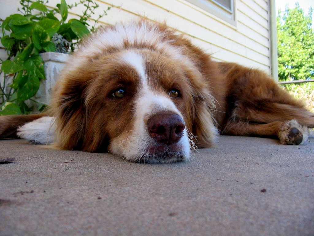 Dog Diarrhea Home Remedies PetHelpful