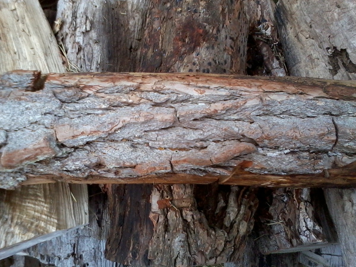 Five Types of Hardwood Trees to Use for Firewood Oak, Cherry