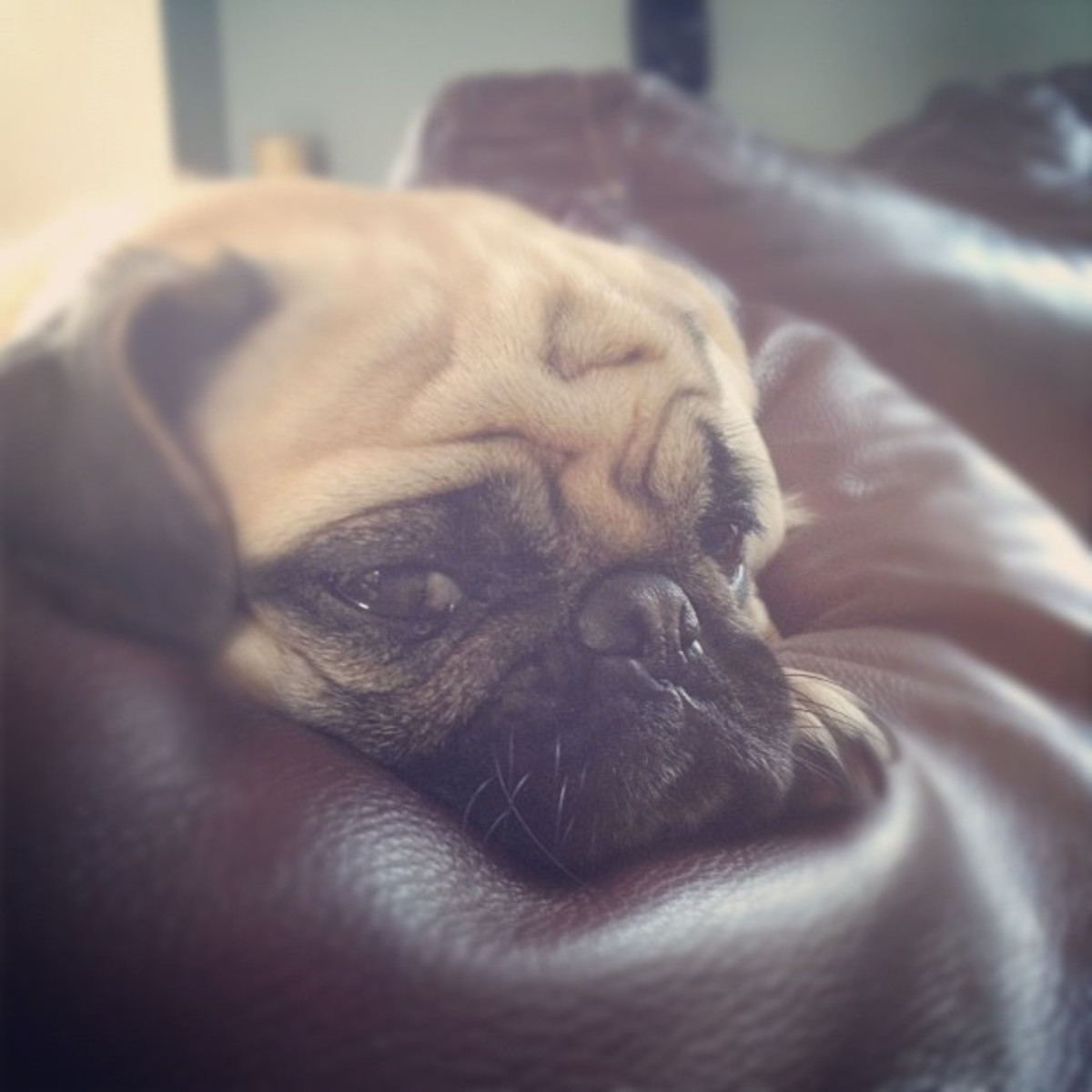 Does My Dog Have Acne or Pimples, and Are There Natural Cures? PetHelpful