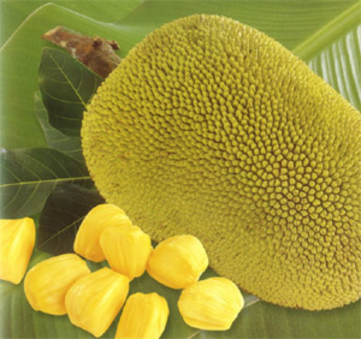 Jackfruit for weight loss, cancer, high blood pressure, skin disease