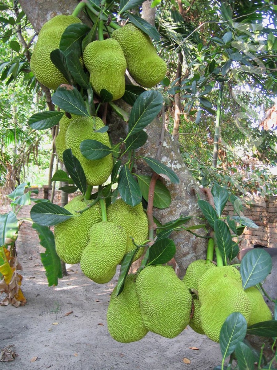 Jackfruit for weight loss, cancer, high blood pressure, skin disease