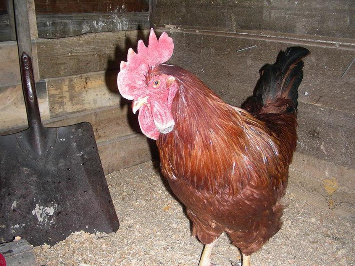 The Rhode Island Red Chicken HubPages