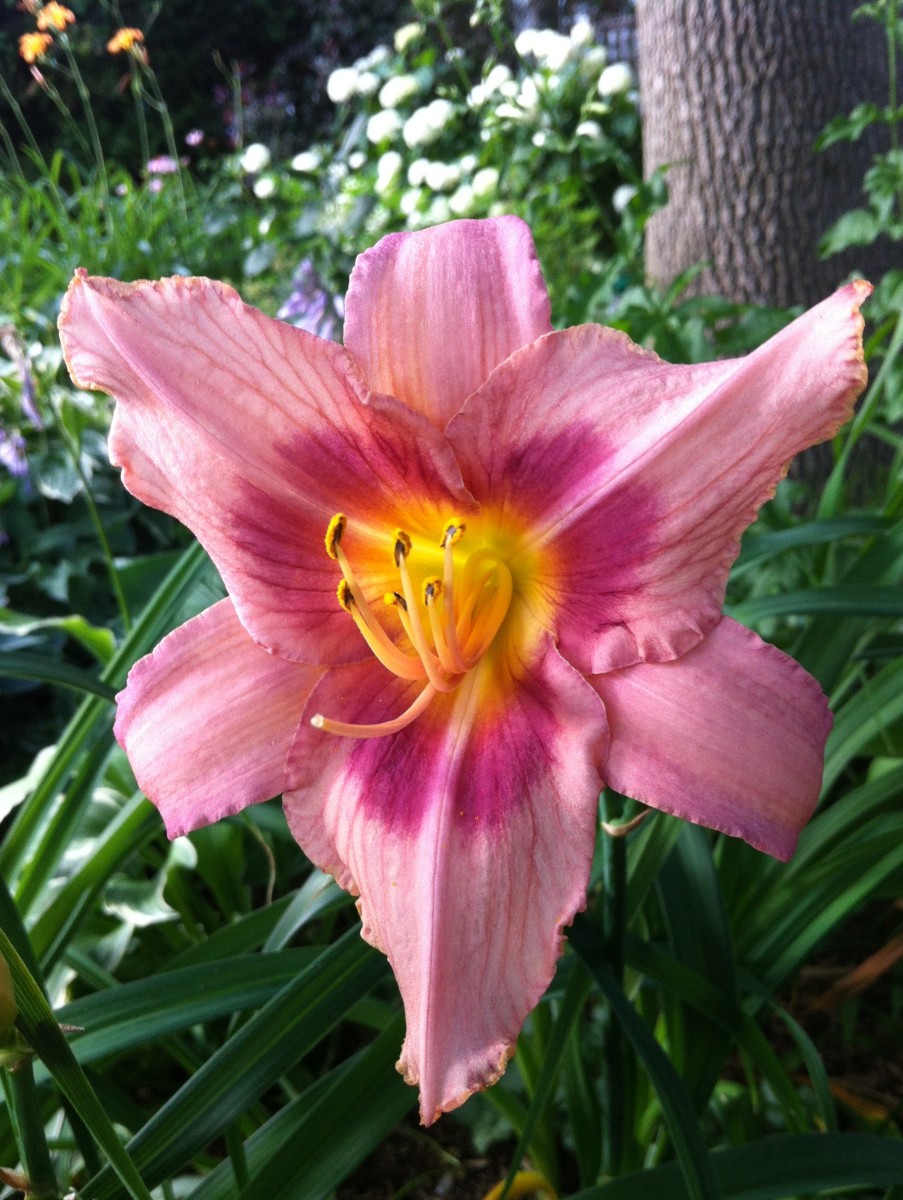 Growing Daylilies for a Low Maintenance Garden Dengarden