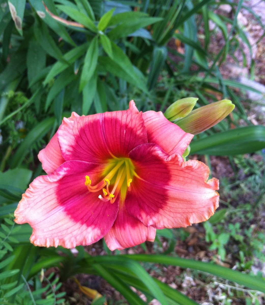 Growing Daylilies for a LowMaintenance Garden Dengarden