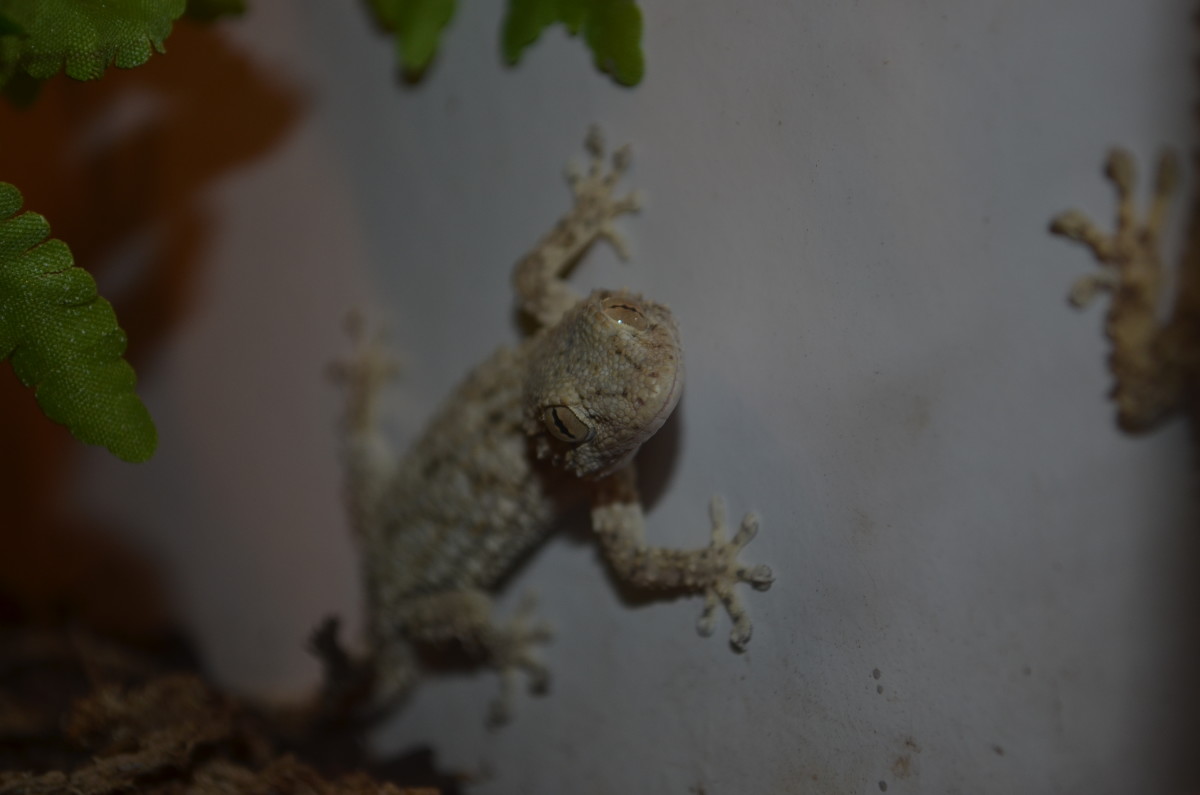 Miles of Exotics in Kansas City HubPages