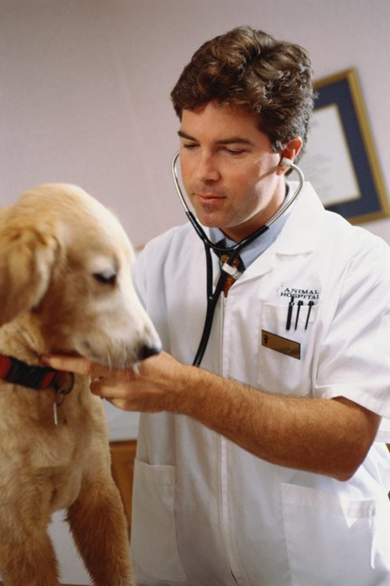 How to a Veterinarian HubPages
