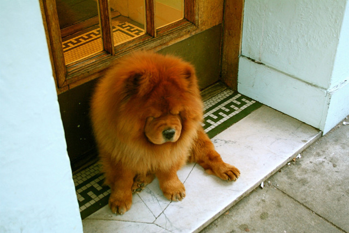 5 Dog Breeds That Shed a Lot PetHelpful