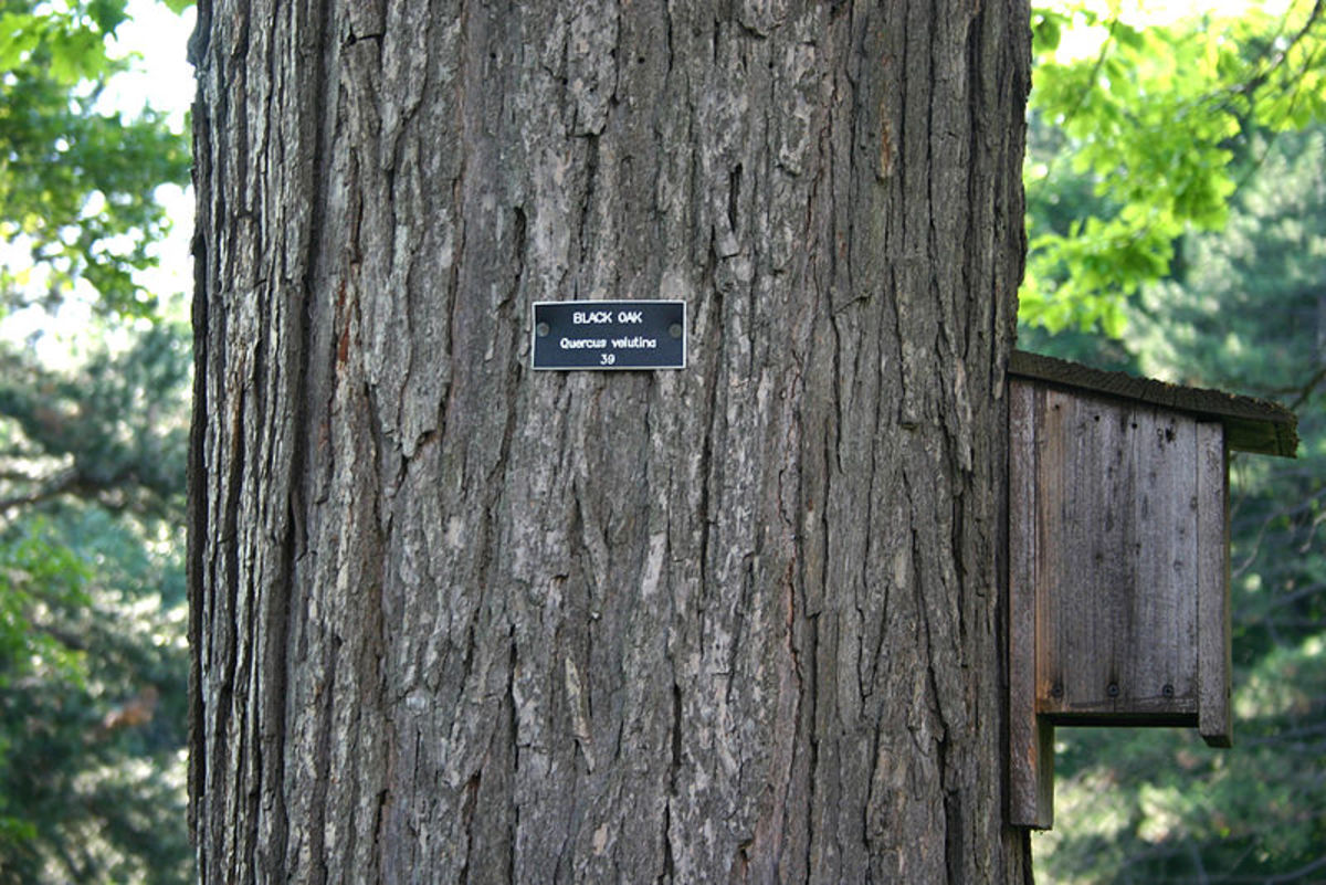 Common Types of Oak Trees (With Bark Photos for Identification) Owlcation