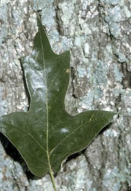 Types of Oak Trees (With Pictures of Trunk Bark) Owlcation