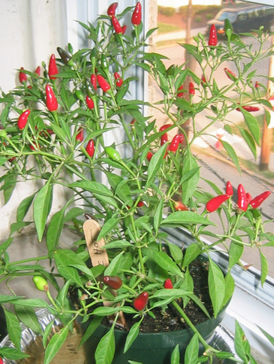 How To Grow Peppers In Pot And Containers