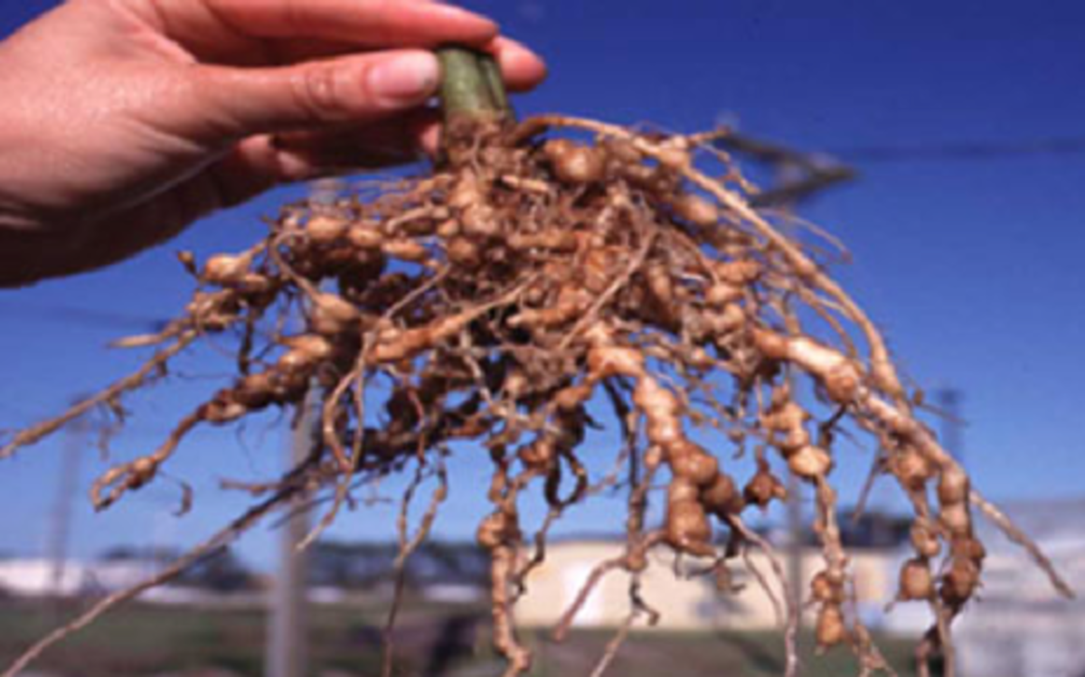 Why Are Nematodes Hurting Your Plants? Dengarden