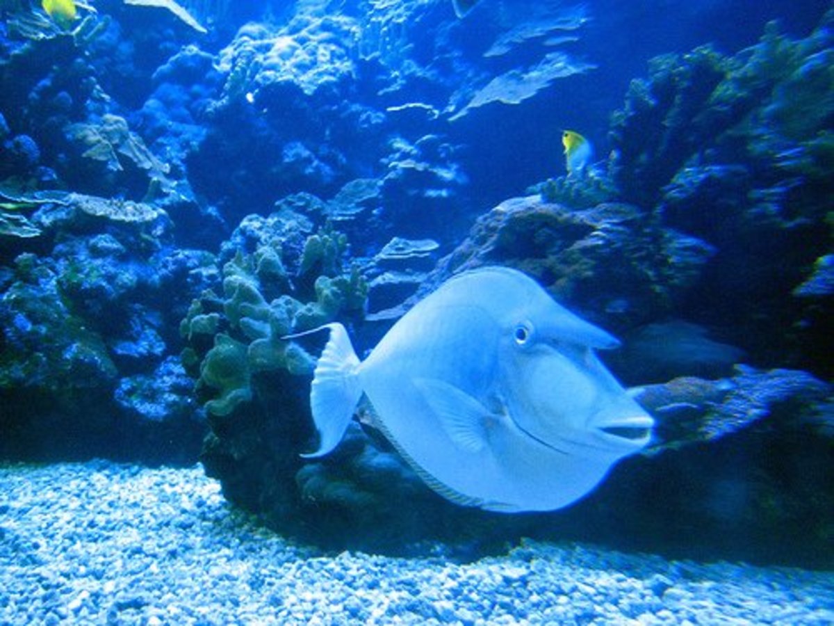 Meet the Unicornfish The Weird (but Delicious) Fish Delishably