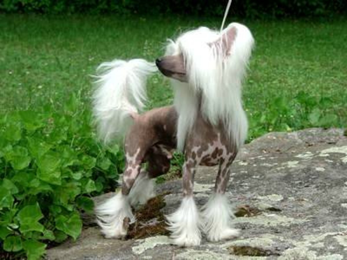 The Top 10 Ugliest Dog Breeds in the World PetHelpful