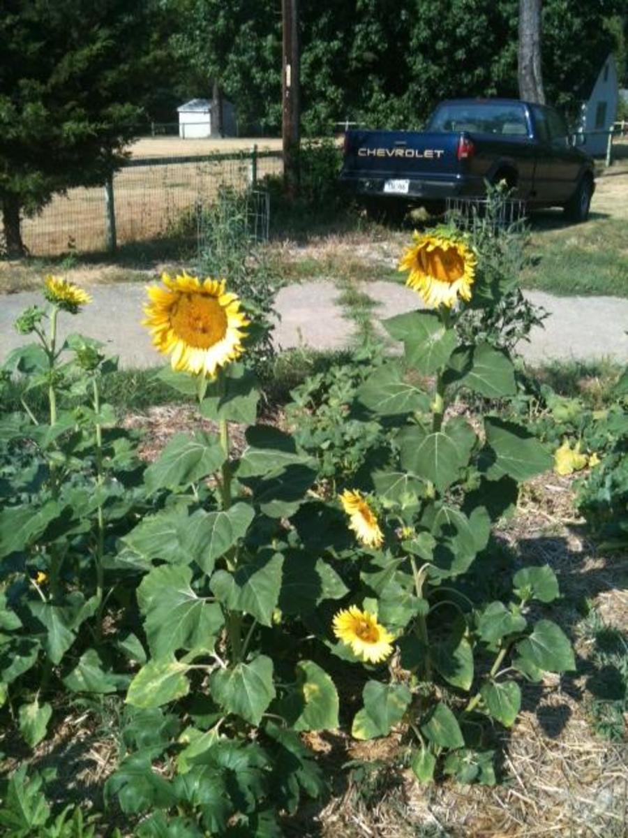 How to Grow Black Oil Sunflowers in Your Summer Garden HubPages