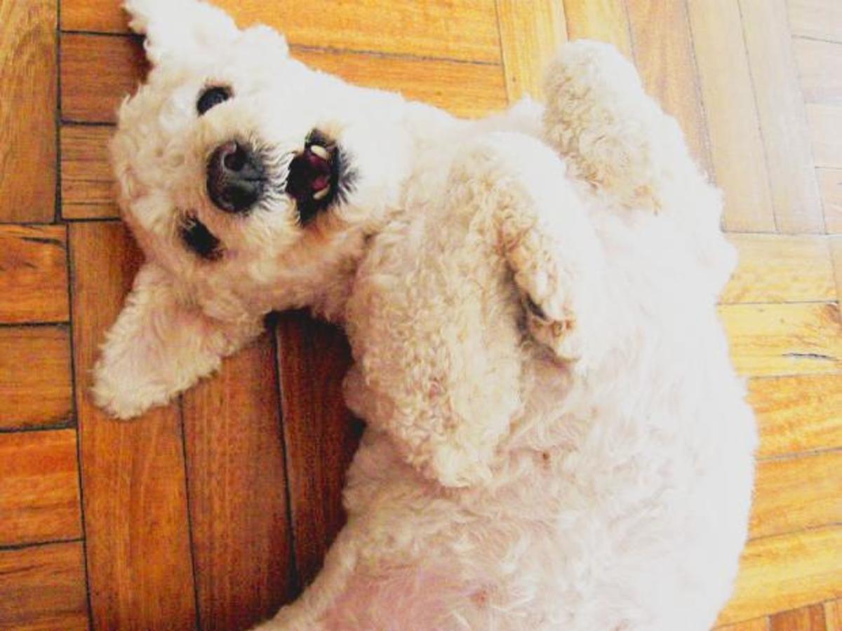 The Top 10 Best Apartment Dogs HubPages