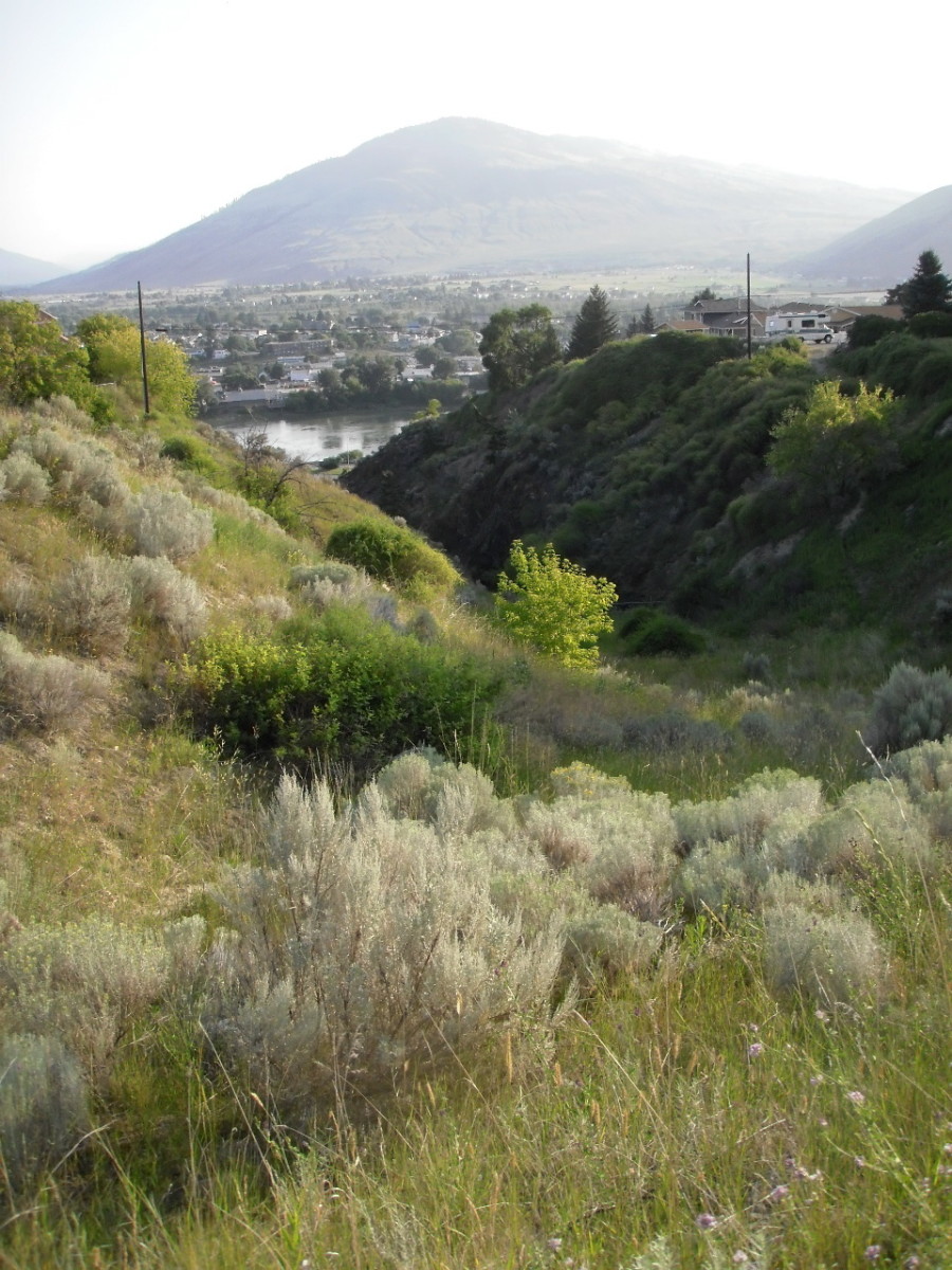 Goji Berries a Traditonal Chinese Herb in Kamloops, BC hubpages