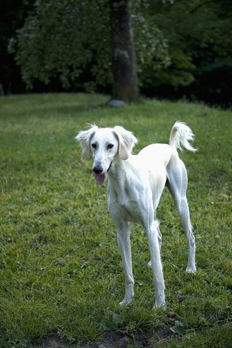 Five Skinny Dog Breeds PetHelpful