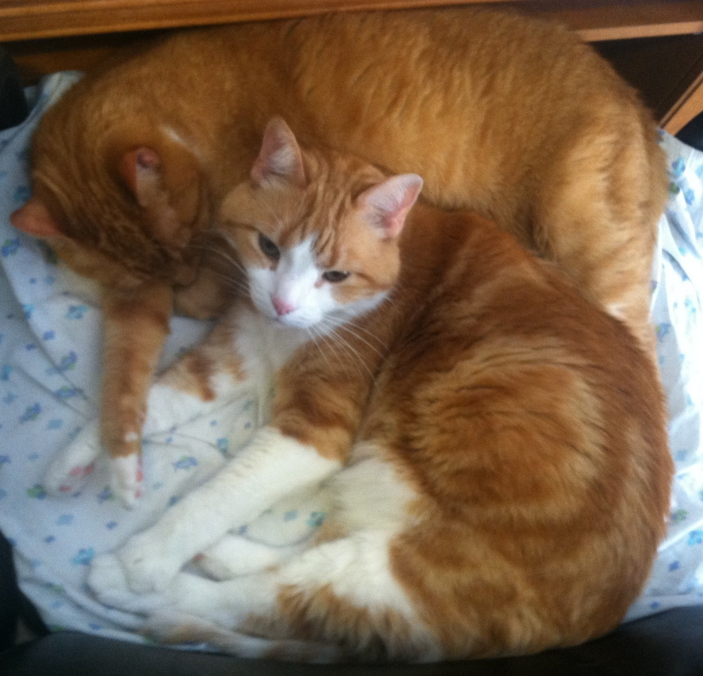 Best Cleaning Products for Cat Owners