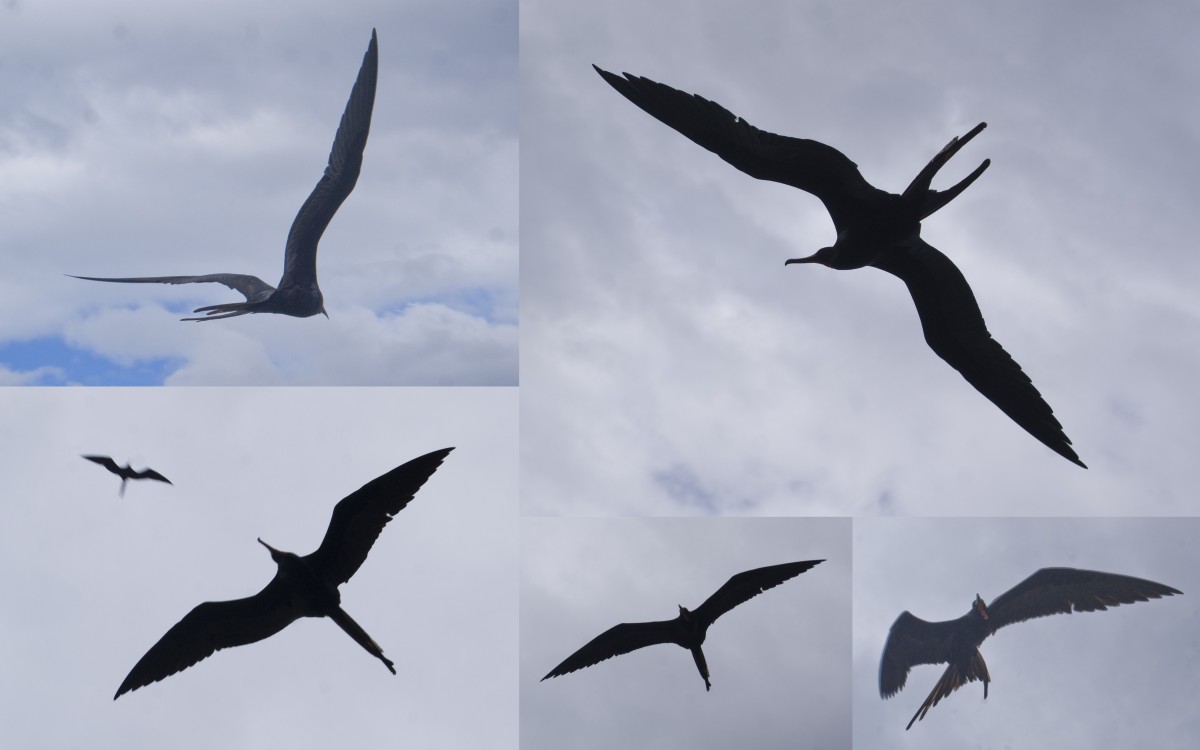 Shore Birds of Costa Rica HubPages