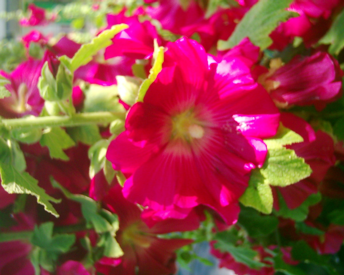 Edible Flowers Garden and Wild Flowers You Can Eat Delishably