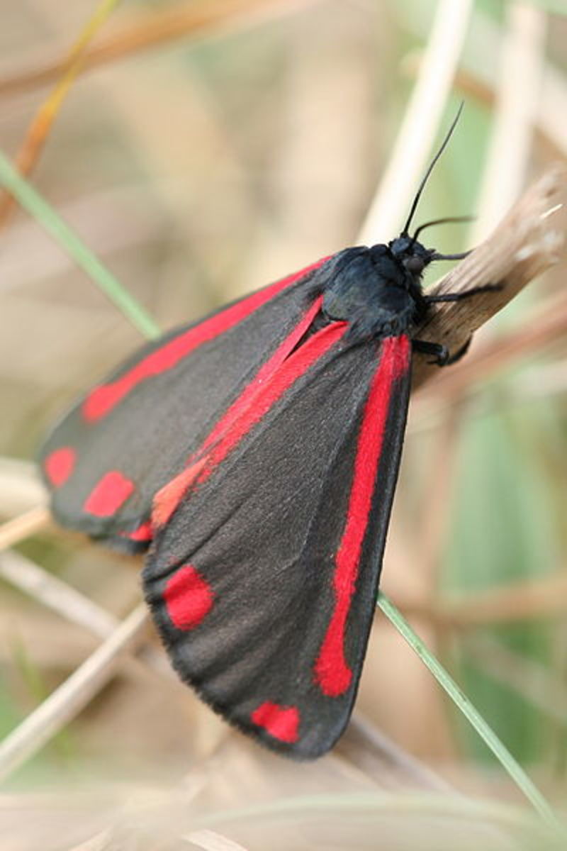 Buglife, Ragwort and the Cinnabar Moth HubPages
