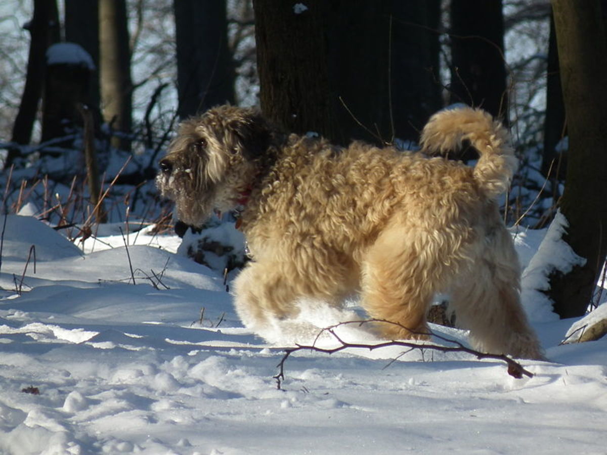 How Dogs Stay Warm in Cold Weather It Is More Than Their Fur HubPages